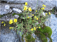 Mimulus guttatus aka Seep-Spring Monkey Flower